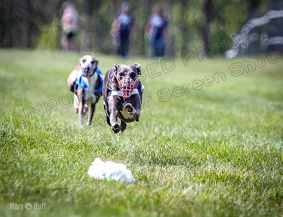 Program 3, Race 3 Tusi Trillian Blaze Sneakers Jett-2185
