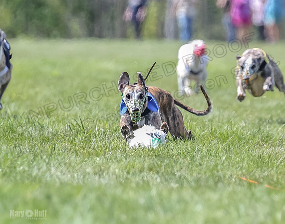 Program 3, Race 2 Roxy Tina Nathalia Fia Denim Charlotte-2124