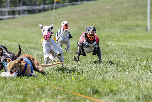Program 3, Race 4 Bogie Jethro Sting Gambit Tissy-2246
