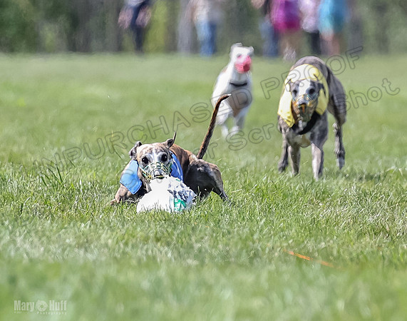 Program 3, Race 2 Roxy Tina Nathalia Fia Denim Charlotte-2125