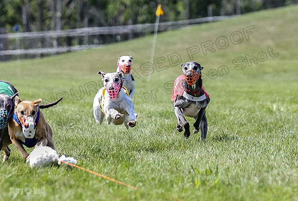 Program 3, Race 4 Bogie Jethro Sting Gambit Tissy-2242