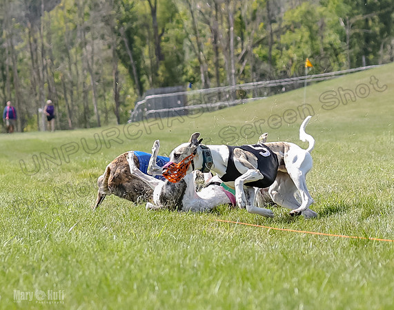 Program 3, Race 6 Shimmy Zeeka Frankie Eagle Pearl-2346