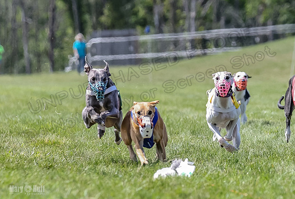 Program 3, Race 4 Bogie Jethro Sting Gambit Tissy-2240