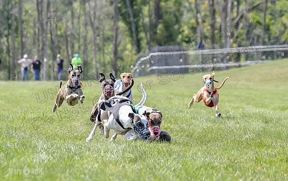 Program 3, Race 7 EllieMae Conway Talim Tara Tristan Meatloaf-2379