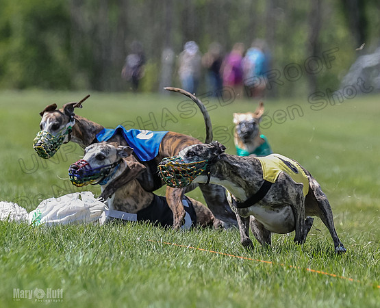 Program 3, Race 2 Roxy Tina Nathalia Fia Denim Charlotte-2136