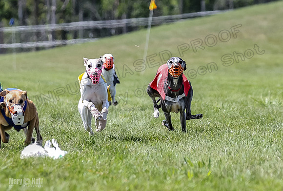 Program 3, Race 4 Bogie Jethro Sting Gambit Tissy-2241