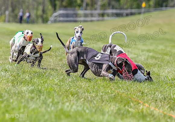 Program 3, Race 3 Tusi Trillian Blaze Sneakers Jett-2196