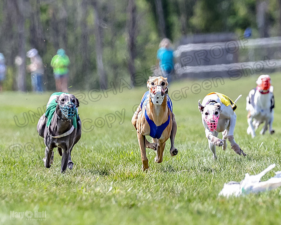 Program 3, Race 4 Bogie Jethro Sting Gambit Tissy-2232