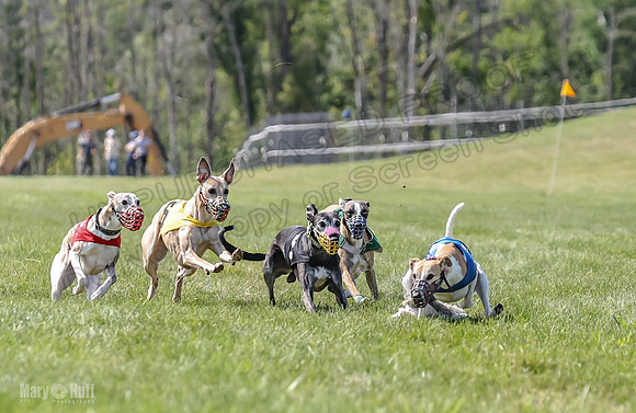 Program 3, Race 5 Sadie Piper TheFonz Bandit Zelda-2285