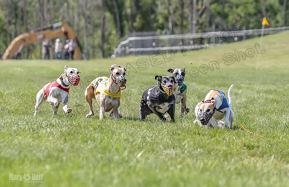 Program 3, Race 5 Sadie Piper TheFonz Bandit Zelda-2286