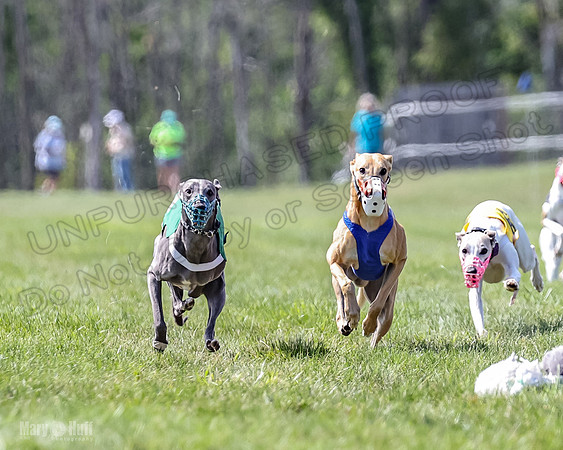 Program 3, Race 4 Bogie Jethro Sting Gambit Tissy-2233