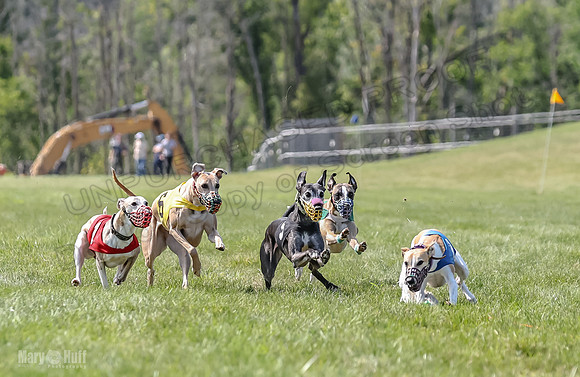 Program 3, Race 5 Sadie Piper TheFonz Bandit Zelda-2284