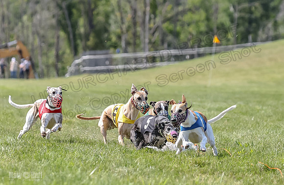 Program 3, Race 5 Sadie Piper TheFonz Bandit Zelda-2290
