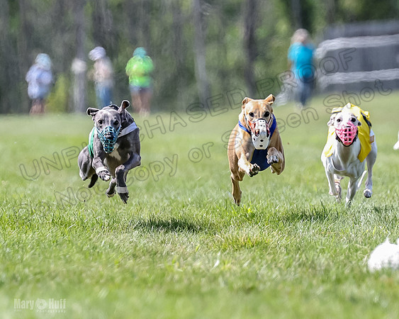 Program 3, Race 4 Bogie Jethro Sting Gambit Tissy-2230