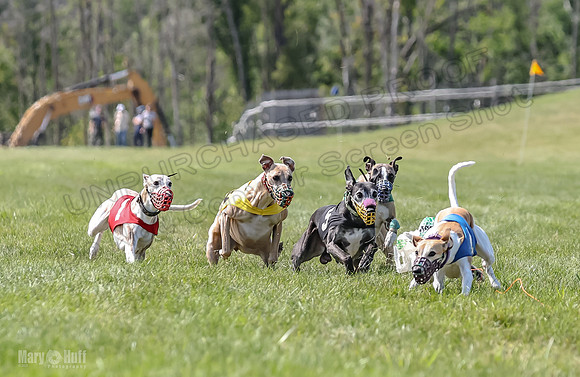Program 3, Race 5 Sadie Piper TheFonz Bandit Zelda-2287