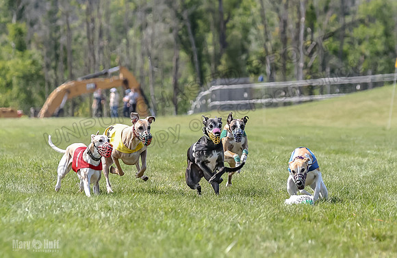 Program 3, Race 5 Sadie Piper TheFonz Bandit Zelda-2283