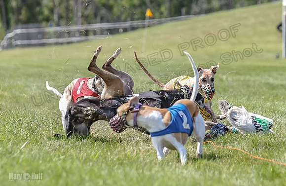 Program 3, Race 5 Sadie Piper TheFonz Bandit Zelda-2297