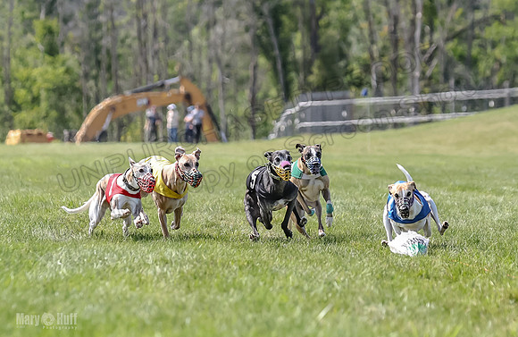 Program 3, Race 5 Sadie Piper TheFonz Bandit Zelda-2282