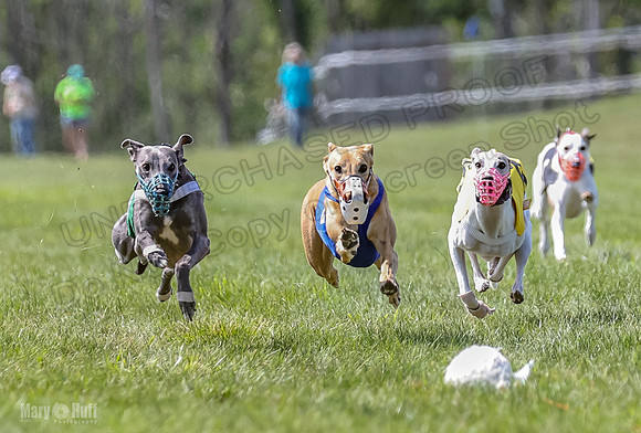 Program 3, Race 4 Bogie Jethro Sting Gambit Tissy-2235