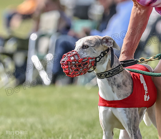 Program 3, Race 5 Sadie Piper TheFonz Bandit Zelda-2323