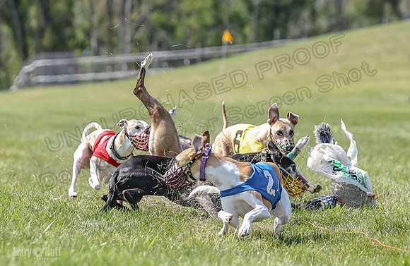 Program 3, Race 5 Sadie Piper TheFonz Bandit Zelda-2296