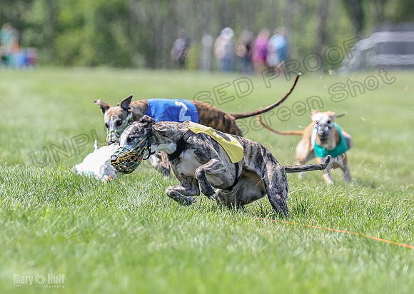 Program 3, Race 2 Roxy Tina Nathalia Fia Denim Charlotte-2141