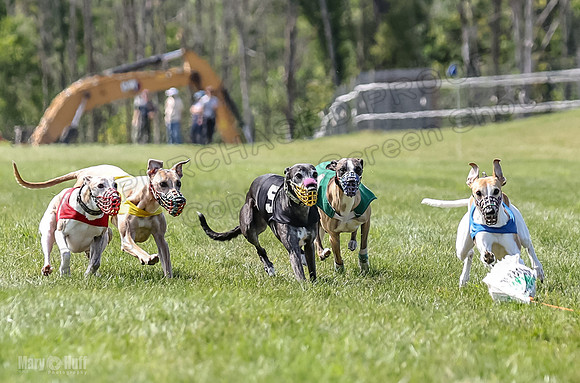 Program 3, Race 5 Sadie Piper TheFonz Bandit Zelda-2281
