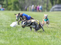 Program 3, Race 2 Roxy Tina Nathalia Fia Denim Charlotte-2140