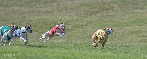Prrogram 4, Race 5 Sadie Frankie Pearl Jethro EllieMae-2576