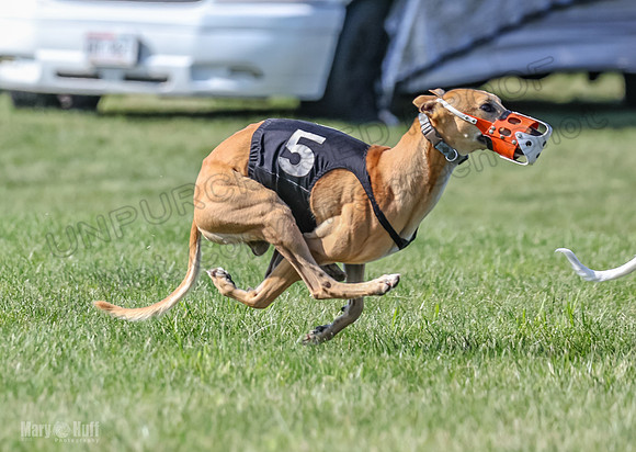 Prrogram 4, Race 5 Sadie Frankie Pearl Jethro EllieMae-2600