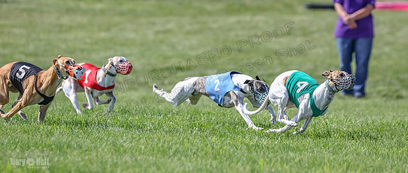 Prrogram 4, Race 5 Sadie Frankie Pearl Jethro EllieMae-2588