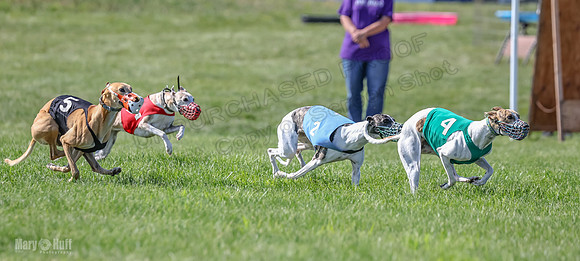 Prrogram 4, Race 5 Sadie Frankie Pearl Jethro EllieMae-2589