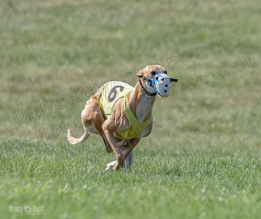 Prrogram 4, Race 5 Sadie Frankie Pearl Jethro EllieMae-2577