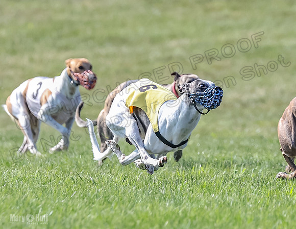 Prrogram 4, Race 6 Meatloaf Tara Conway Talim Veela Tristan-2622