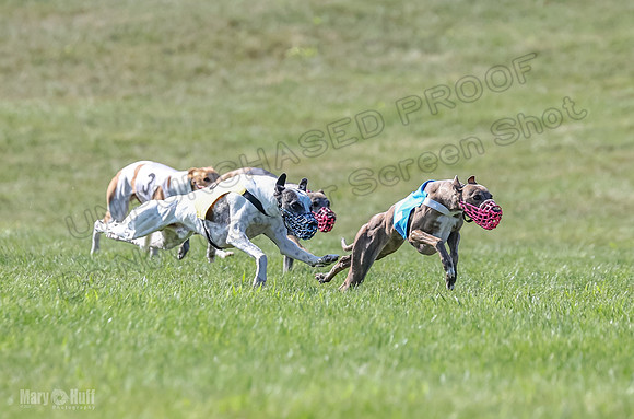 Prrogram 4, Race 6 Meatloaf Tara Conway Talim Veela Tristan-2620