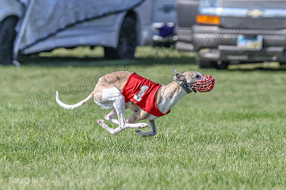 Prrogram 4, Race 5 Sadie Frankie Pearl Jethro EllieMae-2603