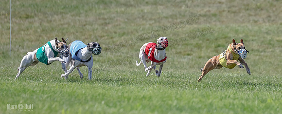 Prrogram 4, Race 5 Sadie Frankie Pearl Jethro EllieMae-2574