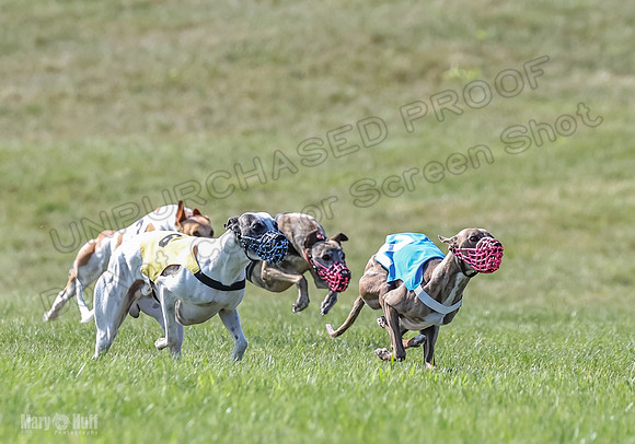 Prrogram 4, Race 6 Meatloaf Tara Conway Talim Veela Tristan-2619