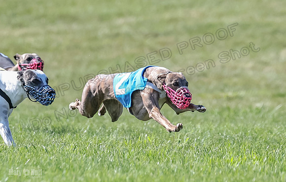 Prrogram 4, Race 6 Meatloaf Tara Conway Talim Veela Tristan-2621