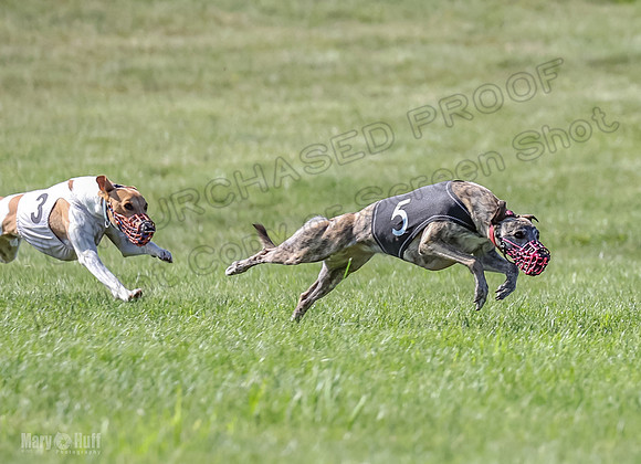 Prrogram 4, Race 6 Meatloaf Tara Conway Talim Veela Tristan-2631