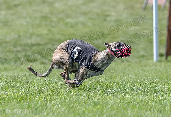 Prrogram 4, Race 6 Meatloaf Tara Conway Talim Veela Tristan-2635