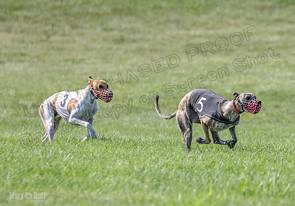 Prrogram 4, Race 6 Meatloaf Tara Conway Talim Veela Tristan-2630