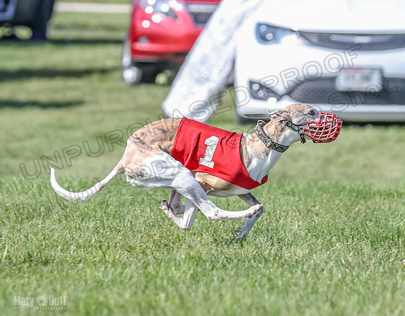 Prrogram 4, Race 5 Sadie Frankie Pearl Jethro EllieMae-2606