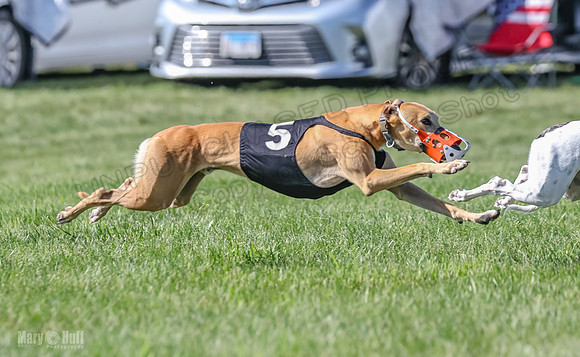 Prrogram 4, Race 5 Sadie Frankie Pearl Jethro EllieMae-2598