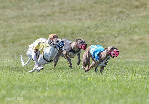 Prrogram 4, Race 6 Meatloaf Tara Conway Talim Veela Tristan-2618