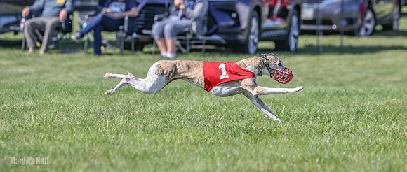 Prrogram 4, Race 5 Sadie Frankie Pearl Jethro EllieMae-2604