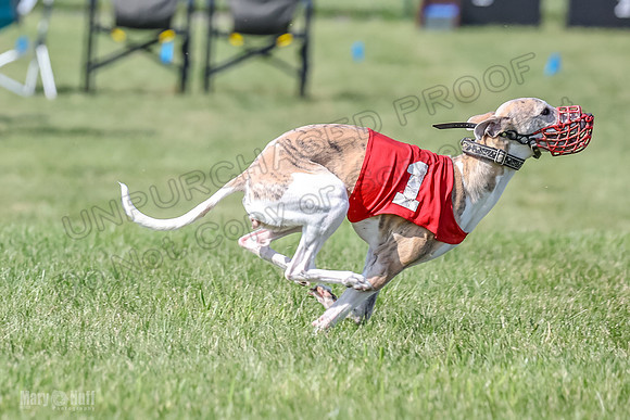 Prrogram 4, Race 5 Sadie Frankie Pearl Jethro EllieMae-2610