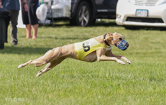 Prrogram 4, Race 2 Bogie Tina Charlotte Jett Roxy-2478