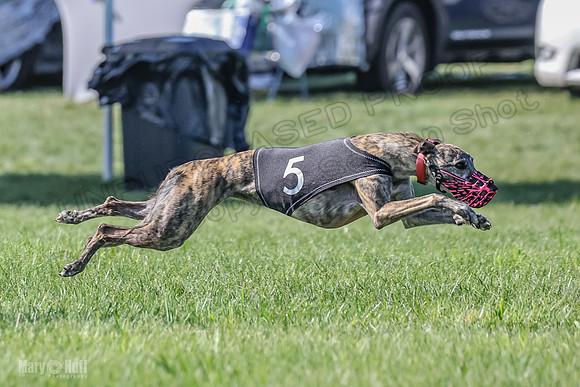 Prrogram 4, Race 6 Meatloaf Tara Conway Talim Veela Tristan-2642