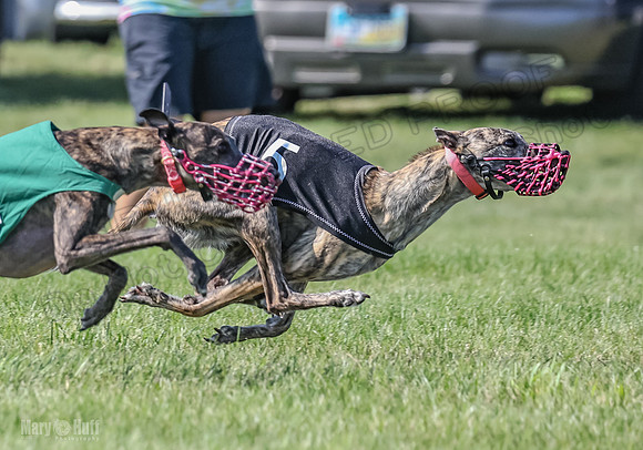 Prrogram 4, Race 6 Meatloaf Tara Conway Talim Veela Tristan-2646